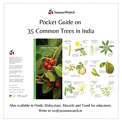 SeasonWatch - Common trees pocket guide