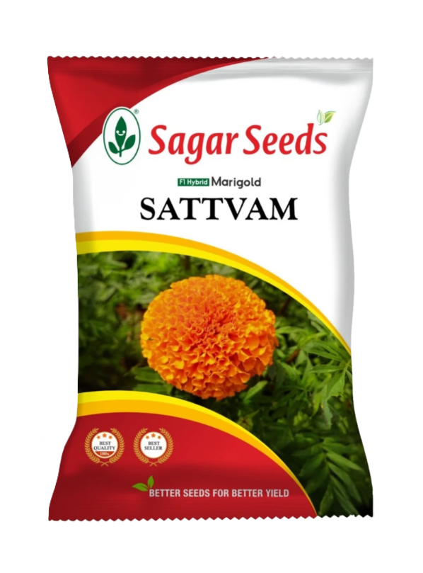 Sagar Marigold Satvam Flower Seeds - 1000 nos