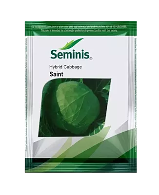 Hybrid Cabbage Saint by BAYER Seminis