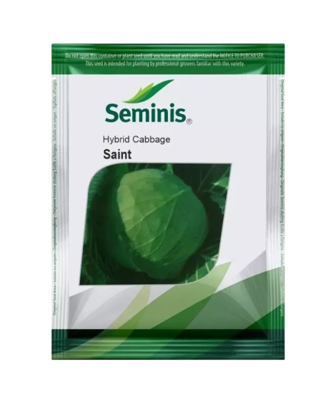 Hybrid Cabbage Saint by BAYER Seminis