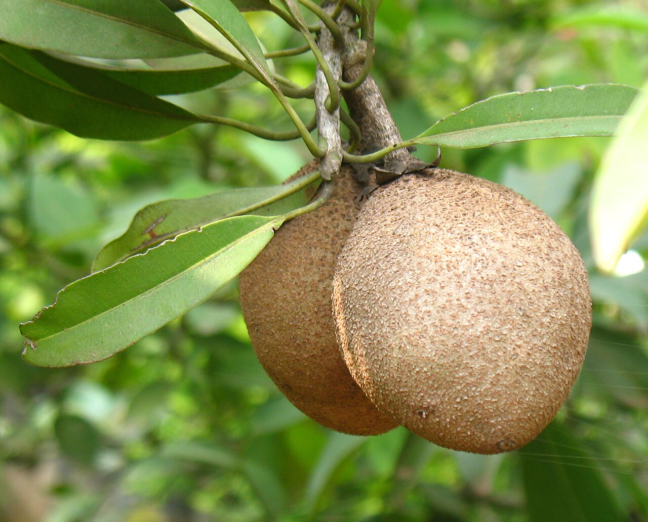 Sapota- 1Kg