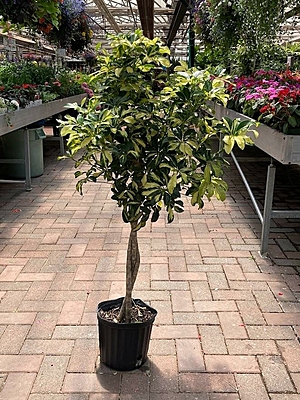 Schefflera Variegated
