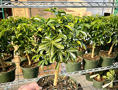 Schefflera Mini Green