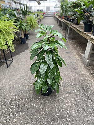 Schefflera Alpine Schefflera Alpine