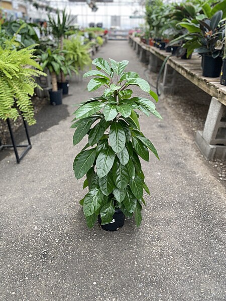 Schefflera Alpine