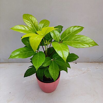 Schefflera Amate Soliel