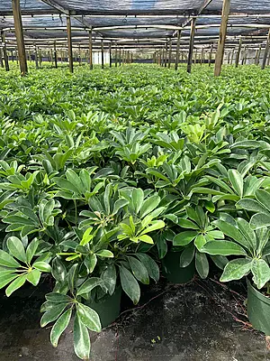 Schefflera Green