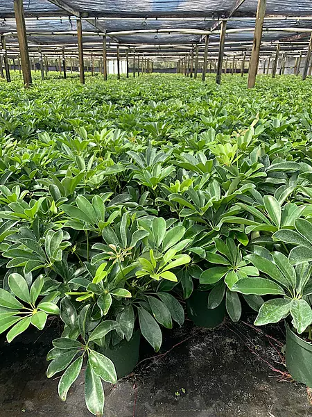 Schefflera Green