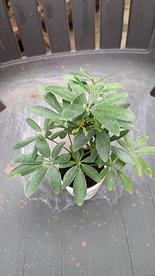 Schefflera Min