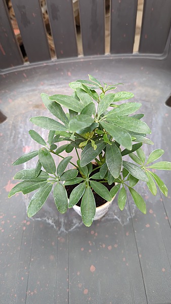 Schefflera Min