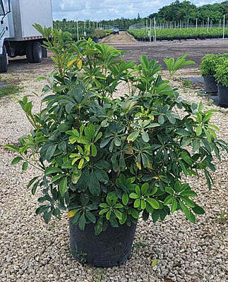 Schefflera Mini Green