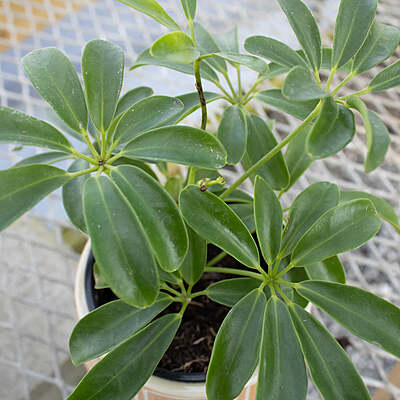 Schefflera Mini Green Schefflera Mini Green