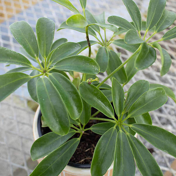 Schefflera Mini Green