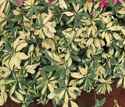 Schefflera Variegated