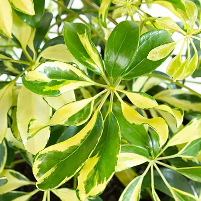 Schefflera Variegated