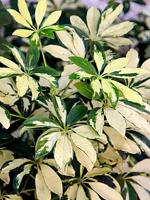Schefflera Variegated