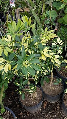 Schefflera Variegated
