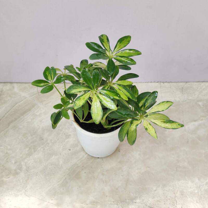 Schefflera Green Plant 8.5 cm Pot