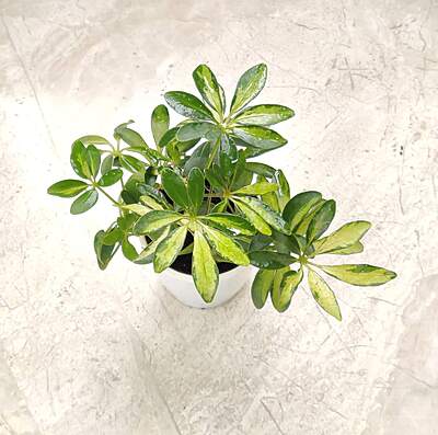 Schefflera Green Plant 8.5 cm Pot