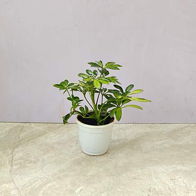 Schefflera Green Plant 8.5 cm Pot