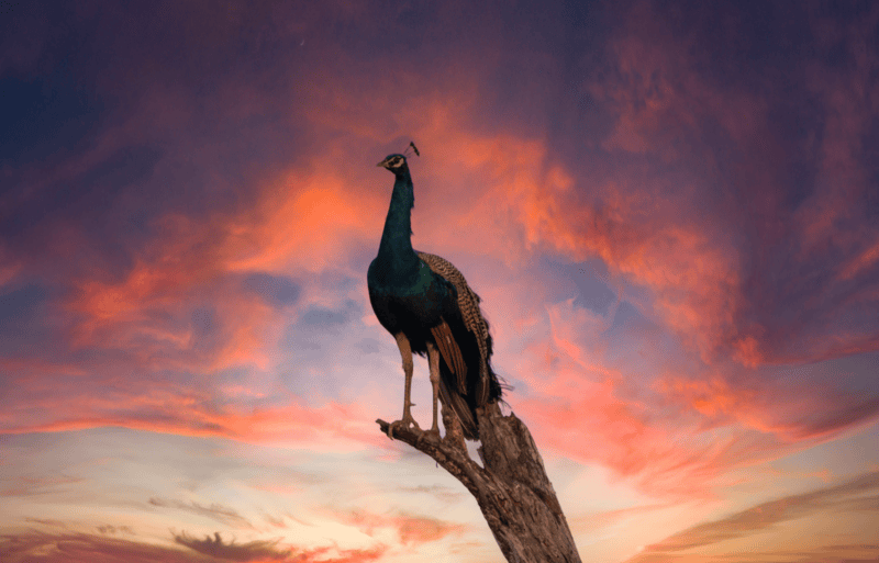 The Pink Peacock
