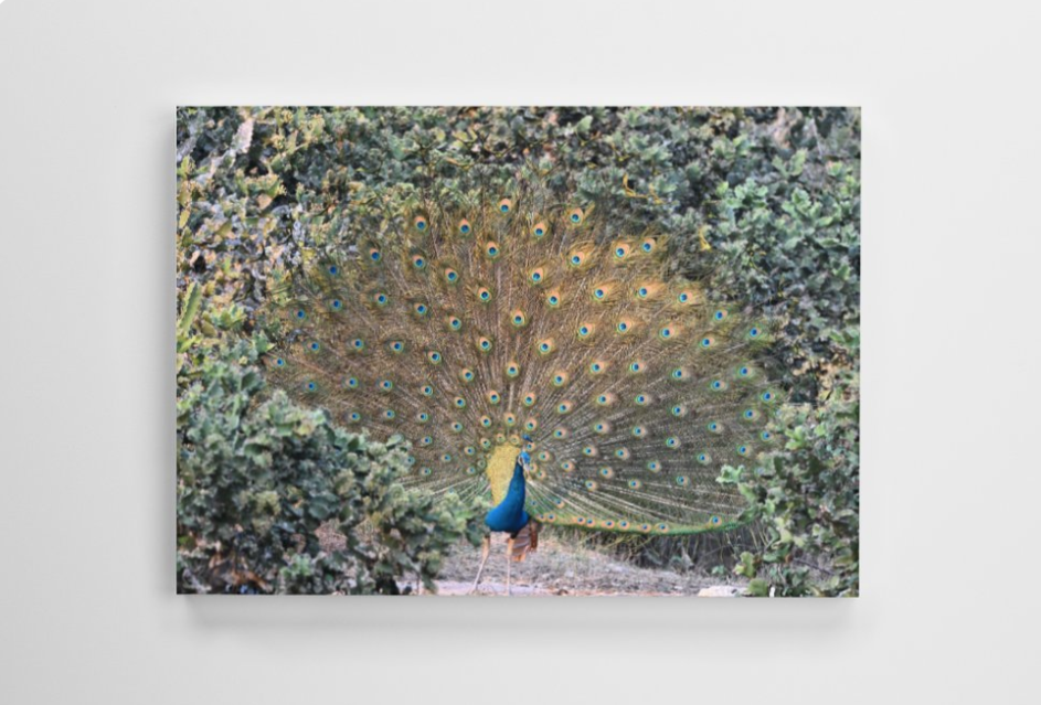 The Magical Peacock