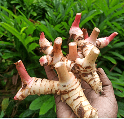 Fresh Galangal