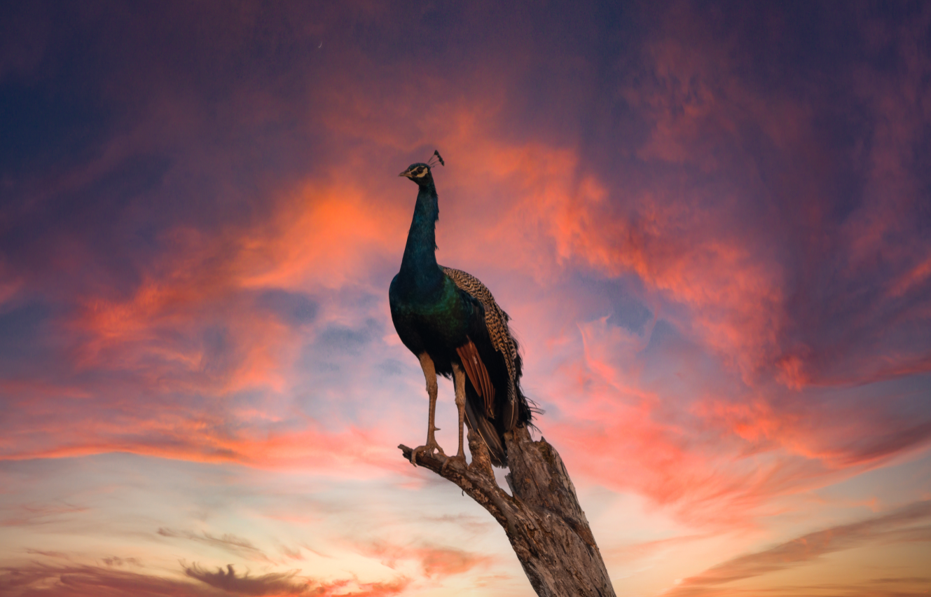 The Pink Peacock