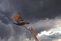 Majestic Flight: The Peacock Amidst the Storm
