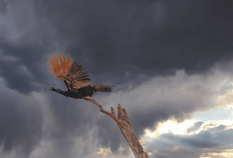 Majestic Flight: The Peacock Amidst the Storm