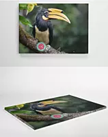 The Greater Horn bill