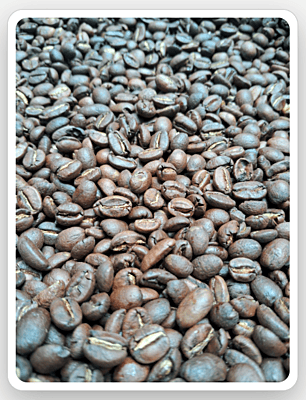 Organic Coffee Bean