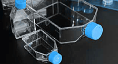Cell Culture Flask