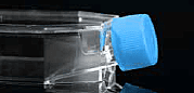 Cell Culture Flask