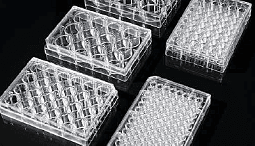 Cell Culture Plate