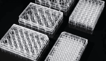 Cell Culture Plate