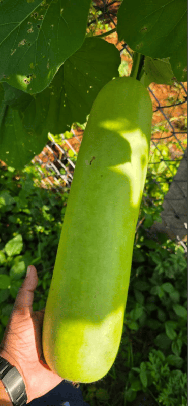 Big Bottle gourd-(1.3 Kg-2 kgs)