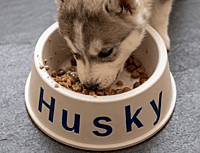 Personalised Pet Feeding Bowl