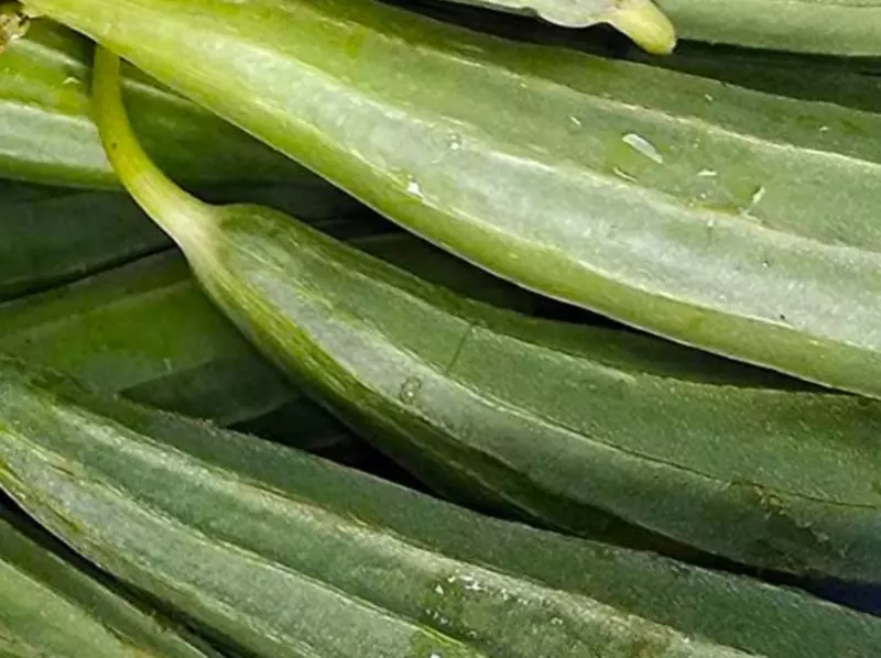 Ridged Gourd (Tori/Torai) 500 Gms