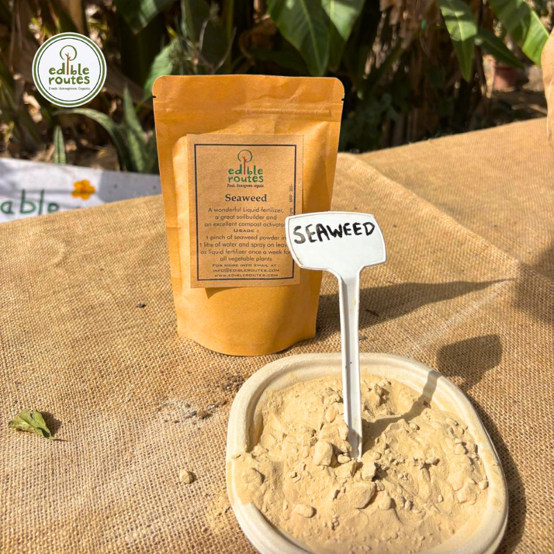 Seaweed Powder - 100 gm