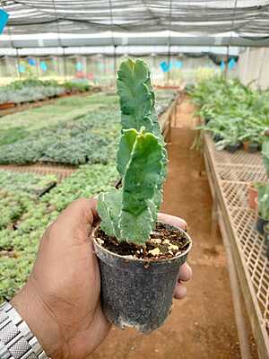 Senecio Barbertonicus Senecio Barbertonicus