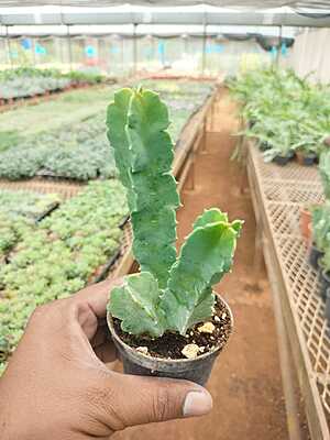 Senecio Barbertonicus Senecio Barbertonicus