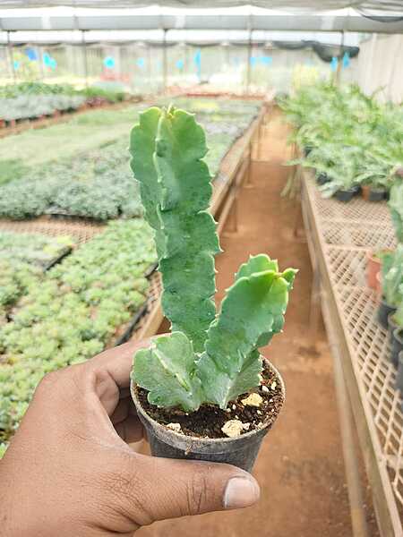 Senecio Barbertonicus Senecio Barbertonicus