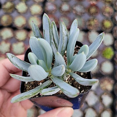 Senecio Serpens