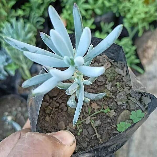 Senecio Serpens