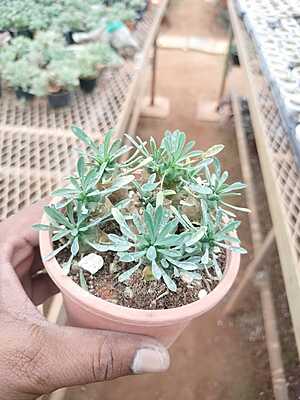 Senecio Serpens