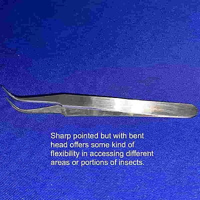 Entomological Forceps - 11.5cm curved with sharp tip