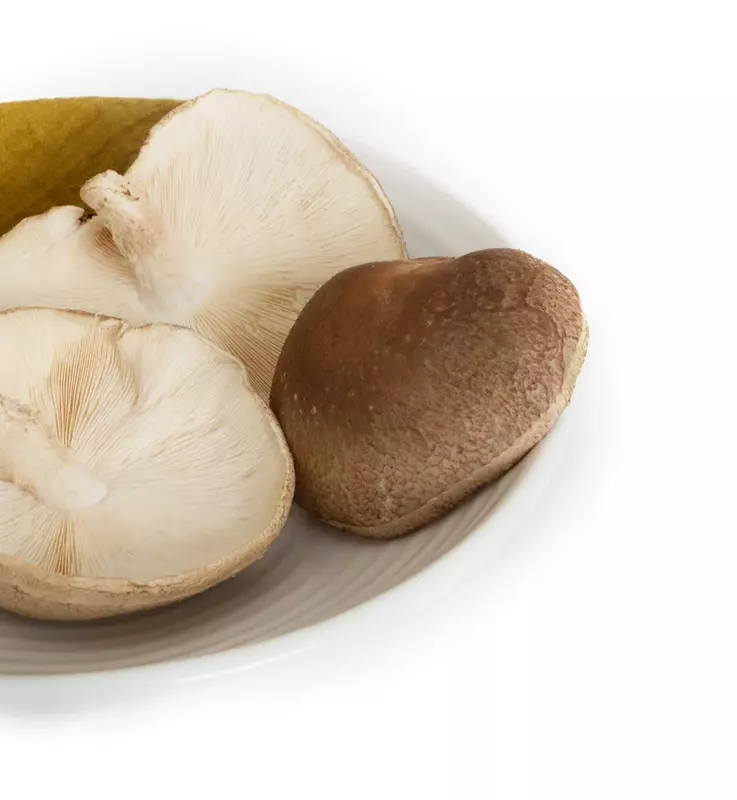 Shiitake Mushrooms - Shroomery