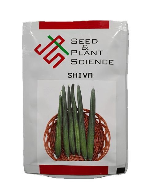 SHIVA (F1 HYBRID RIDGEGOURD) by INDUS SEEDS