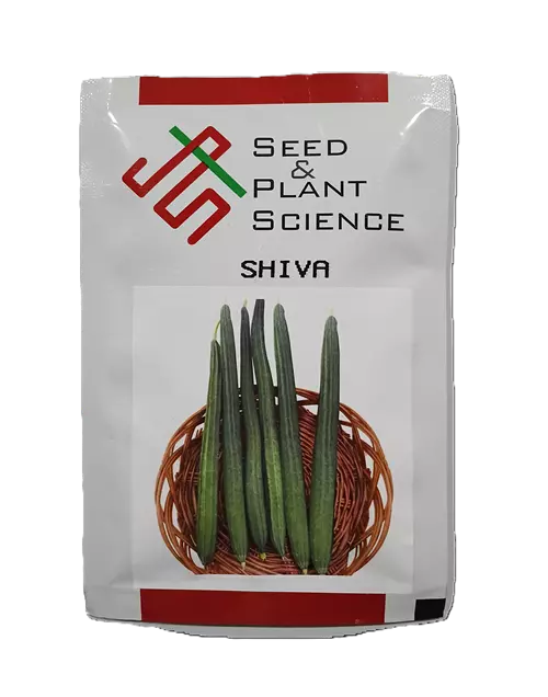 SHIVA (F1 HYBRID RIDGEGOURD) by INDUS SEEDS